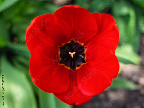Large open red Tulip on a background of green grass. Top view of a spring flower. One red Tulip