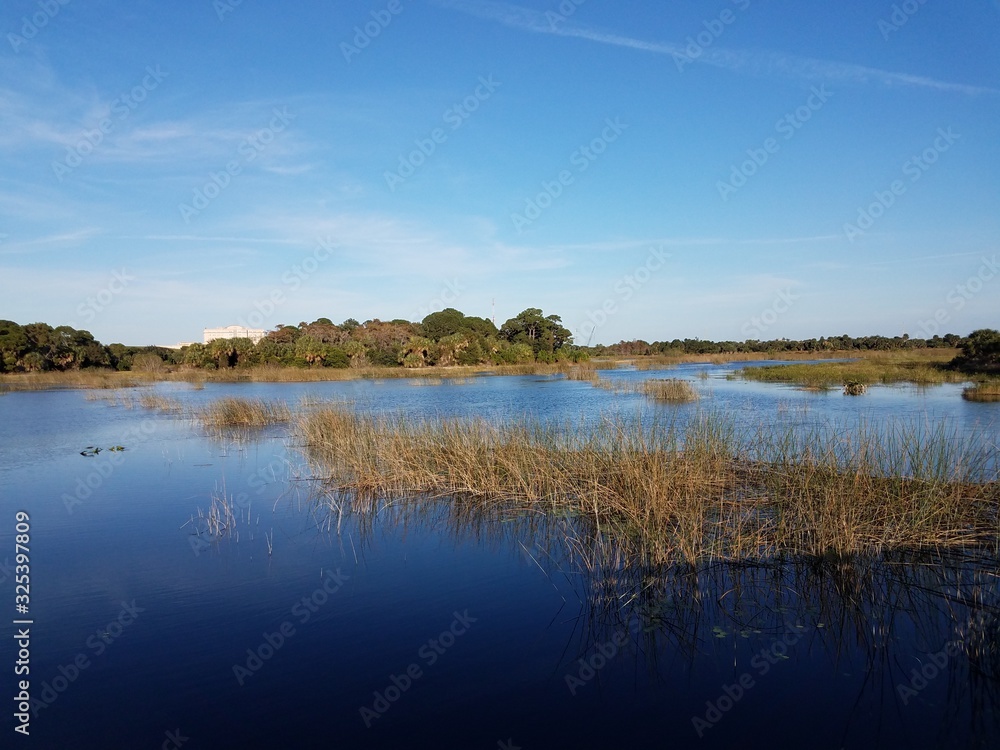 lake or pond water and grasses in Florida