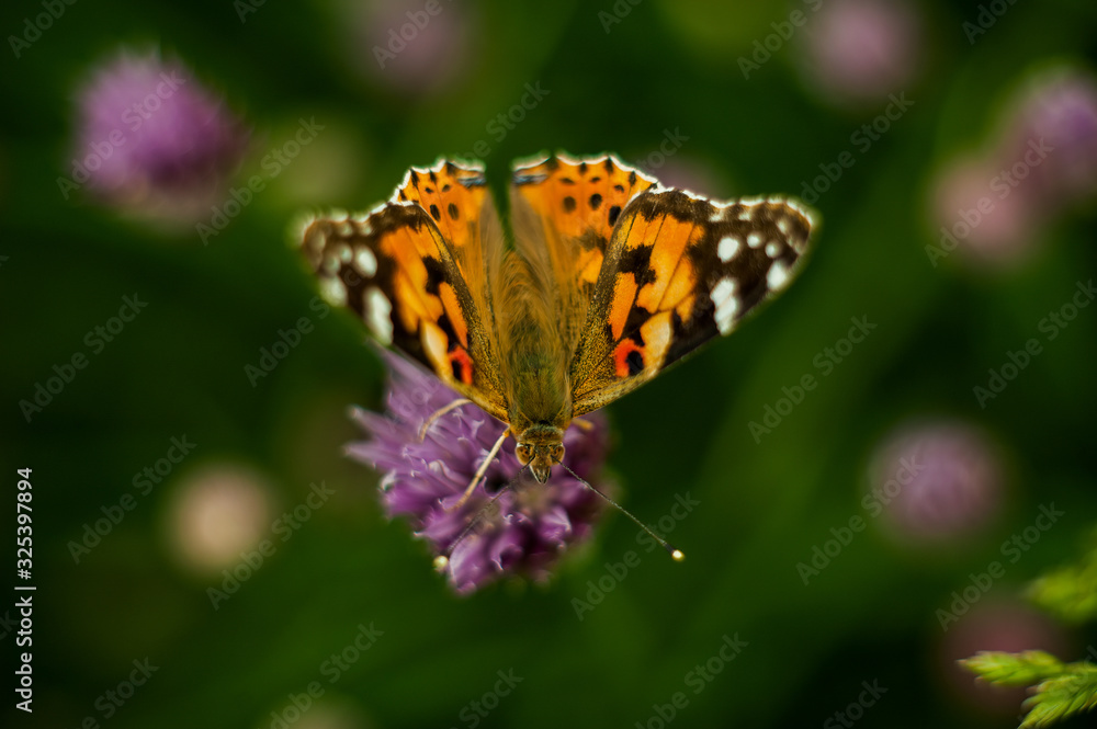 Urticaria butterfly on honey flowers of lettuce onion. Aglais urticae, Nymphalis urticae is diurnal butterfly from the family Nymphalidae, species of genus Aglais. Urticaria butterfly on honey flowers of lettuce onion. Aglais urticae, Nymphalis urticae is diurnal butterfly from the family Nymphalidae, species of genus Aglais.