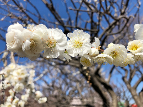 梅の花（白）