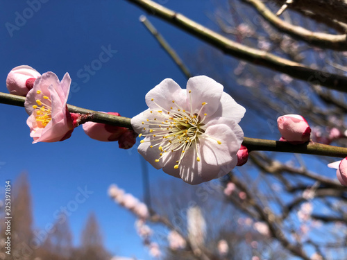 梅の花（ピンク）