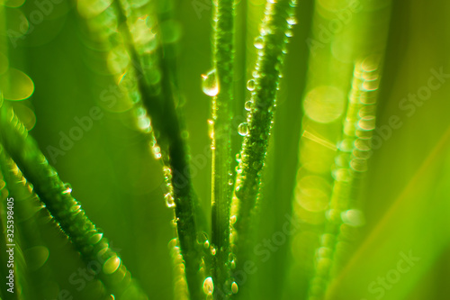 Green salad from onion in garden in droplets of water. Selective focus