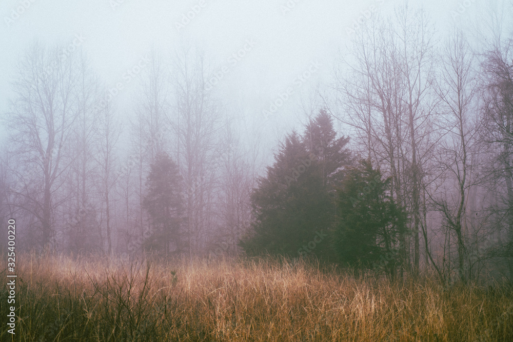 Foggy Winter Morning in Virginia photograph Foggy Winter Morning in Virginia photograph