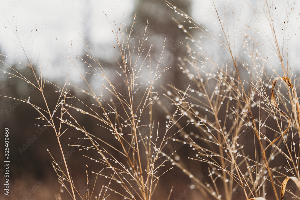 Obraz premium Foggy Winter Morning in Virginia Photograph