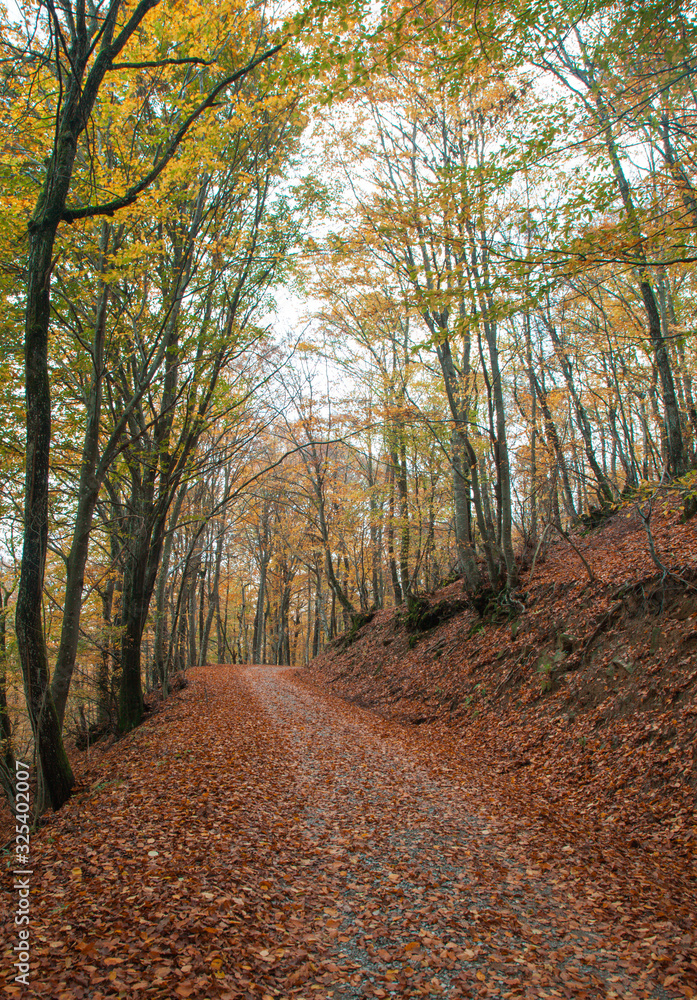 Obraz premium Autumn forest
