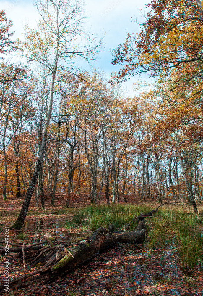 Obraz premium Autumn forest