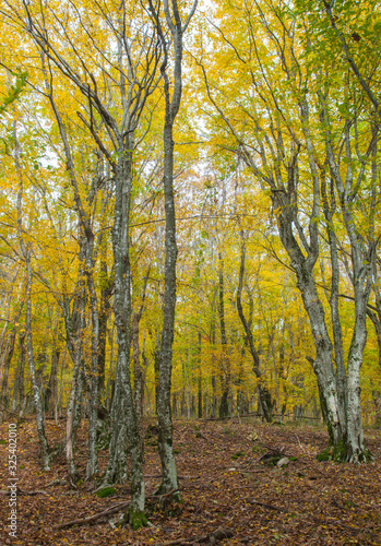 Autumn forest © Uroš Medved
