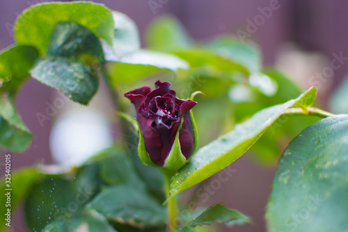 Purple rose in a garden