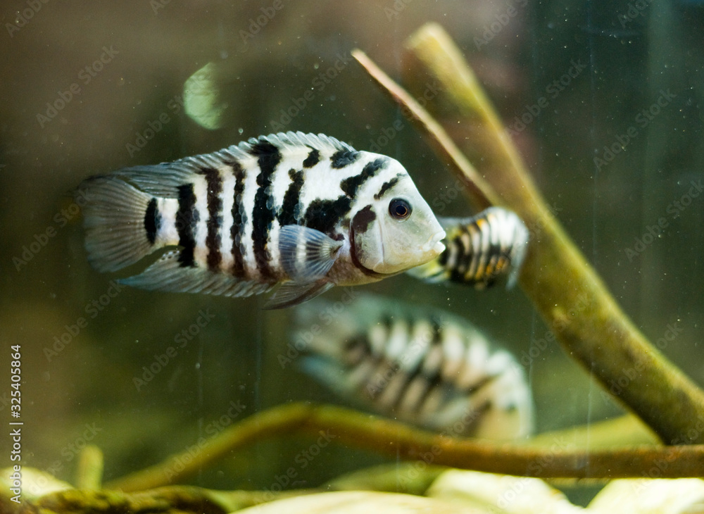Naklejka premium Cichlasoma nigrofasciatum, Zebra Convict Cichlid