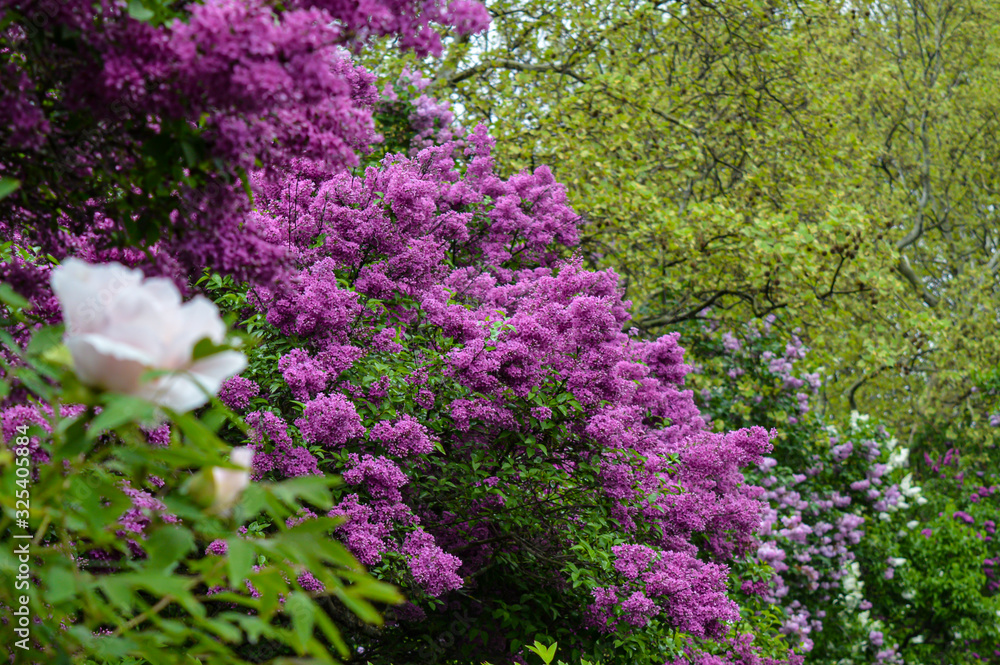 Blossom of lilac flowers in Kyiv, Ukraine on May, rainy weather Blossom of lilac flowers in Kyiv, Ukraine on May, rainy weather