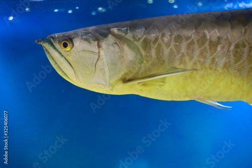 aquarium fish Osteoglossum bicirrhosum photo