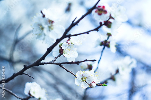 Beautiful image of a blossoming tree for postcards  posters  wallpapers.