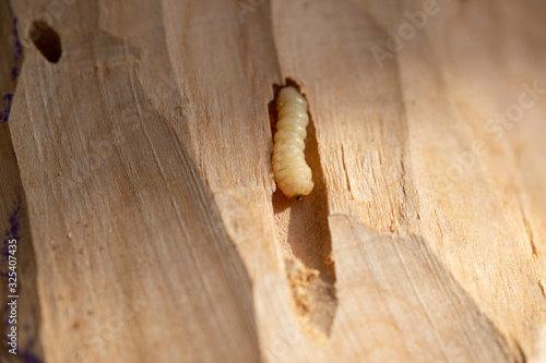 Holzwurm