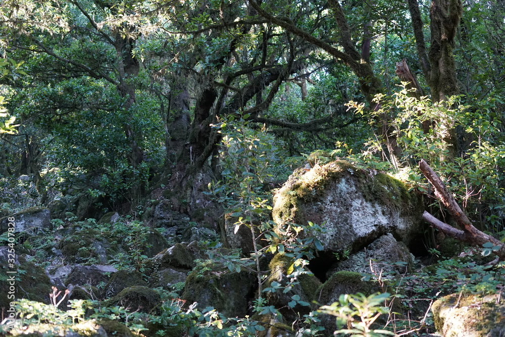 Obraz premium Wildnis mit Bäume und Felsen auf Madeira