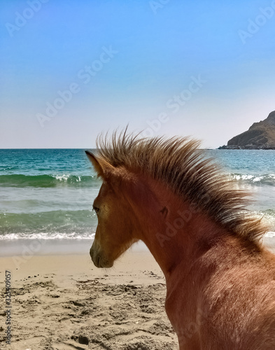 Skyrian Pony Horse running free at the beach