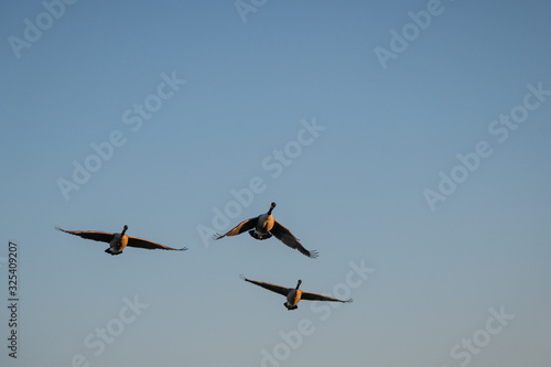 Three Geese Flying