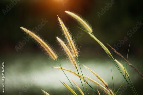 Blurred of golden grass flowers in the garden. Beautiful abstract grass texture on sunset with reflections and rays of sun.