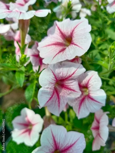 pink flower in the garden name's petunia