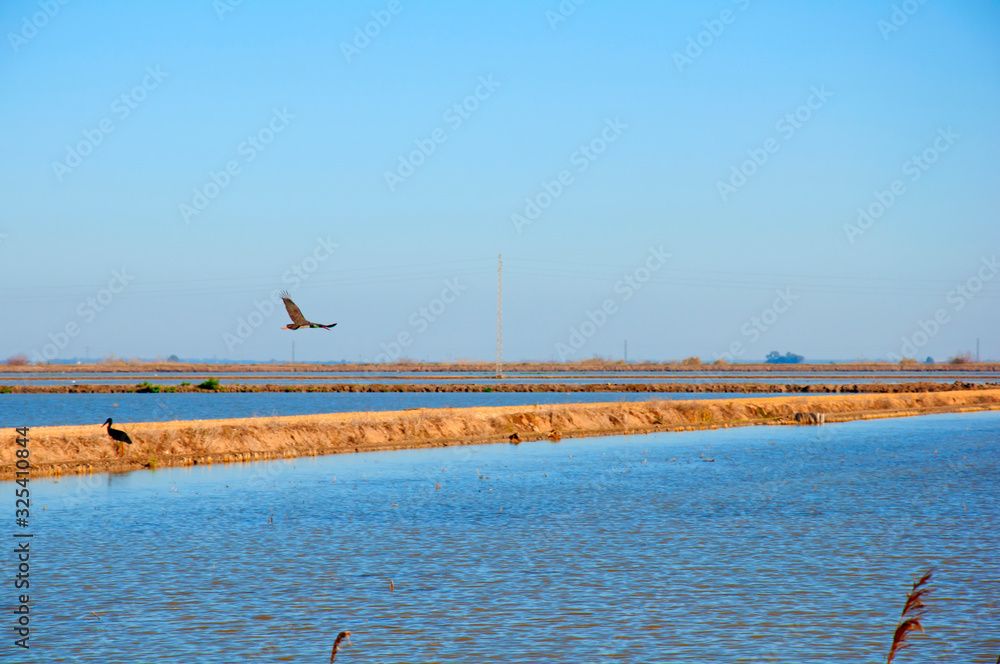 Two storks on the strip of land between two fields of rice full of water
