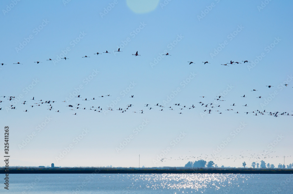 Pink flamingos flying in clear blue sky over the river. Strip of land with trees in the horizon