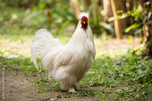 Bantam Rooster in a garden background. Crossbreed between Silkie and Polish Chickens. 