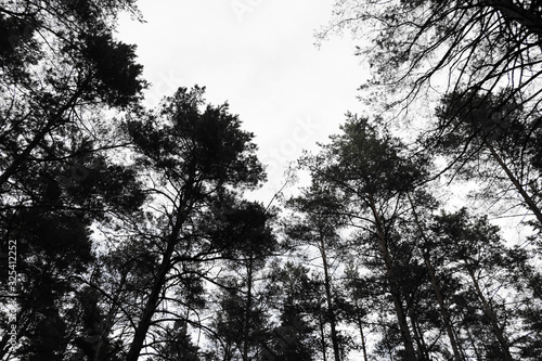 Looking towards the tips of pine trees, black white photo.