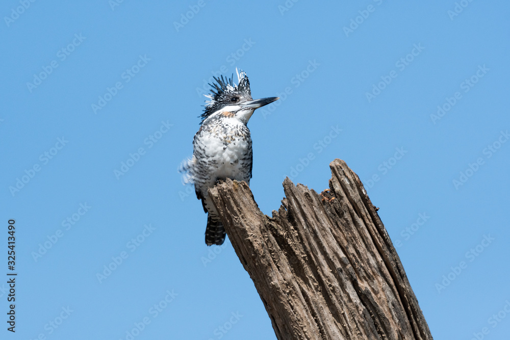 Fototapeta premium crested kingfisher is a very large kingfisher that is native to parts of southern Asia, stretching eastwards from the Indian Subcontinent towards Japan