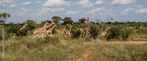 Journey of Giraffes