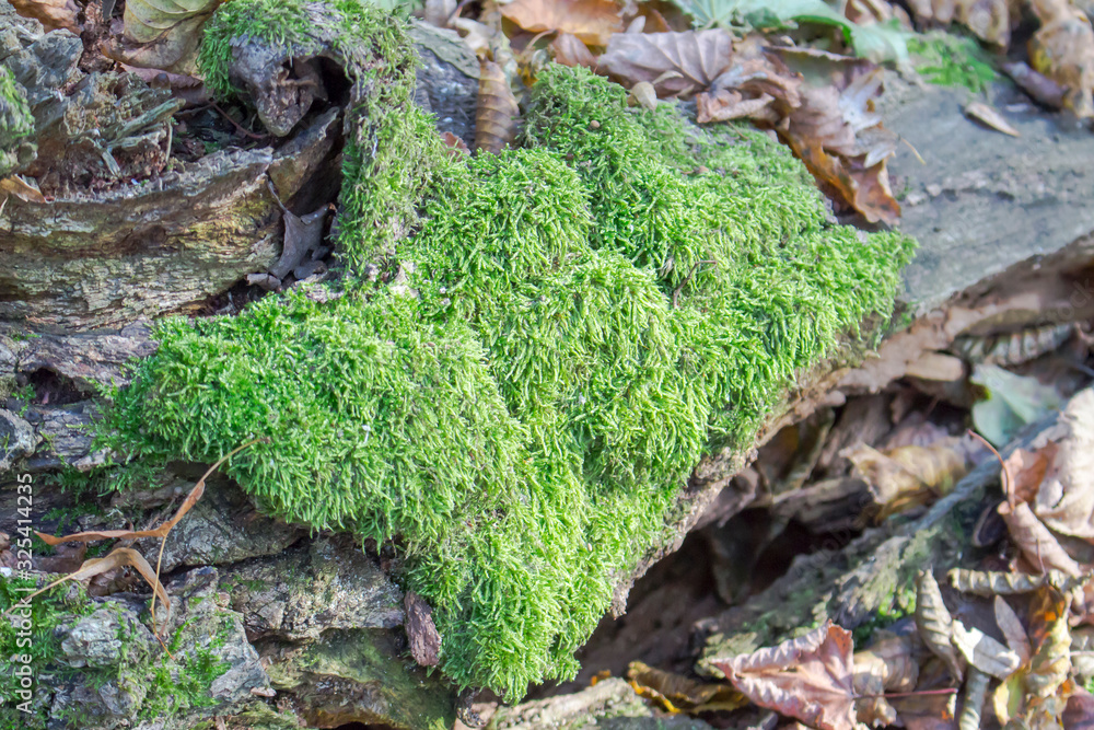 Green moss covered old bark fragments surrounded by dry leaves Green moss covered old bark fragments surrounded by dry leaves
