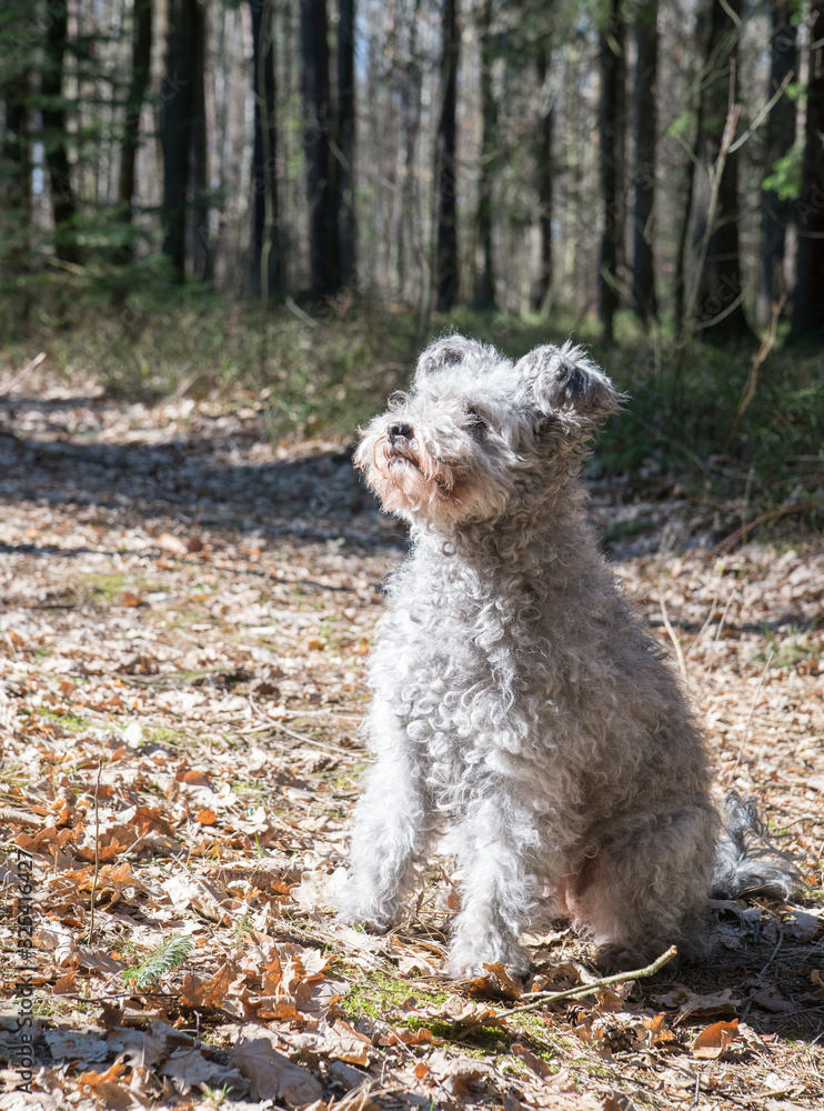 hungarian Pumi dog sitting in the forest hungarian Pumi dog sitting in the forest