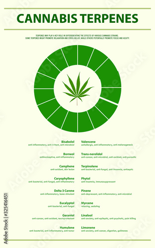 Cannabis Terpenes vertical infographic illustration about cannabis as herbal alternative medicine and chemical therapy, healthcare and medical science vector.