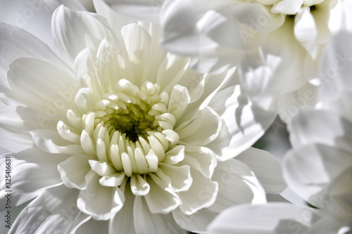 Dreamy white flower macro. Floral background or texture. Selective focus, shallow dof.