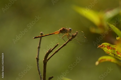 dragonfly on leaf © areeb