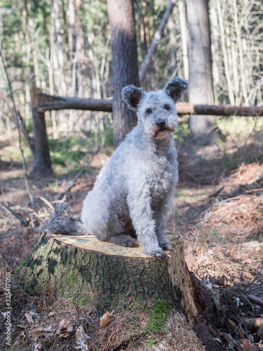 Hungarian herding Pumi dog sitting in the forest