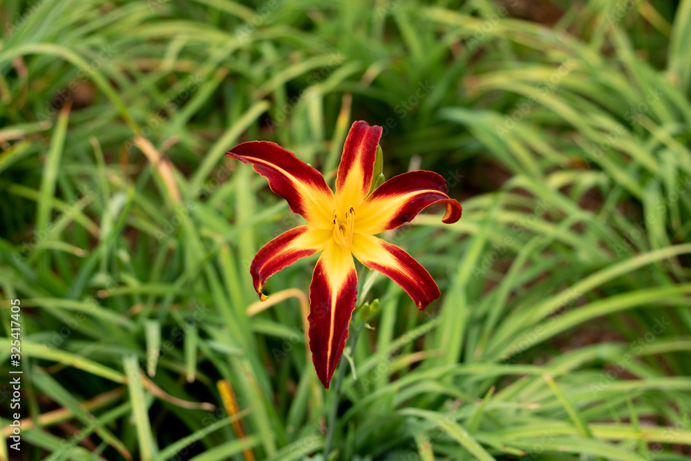 Beautiful and bright day lily Beautiful and bright day lily
