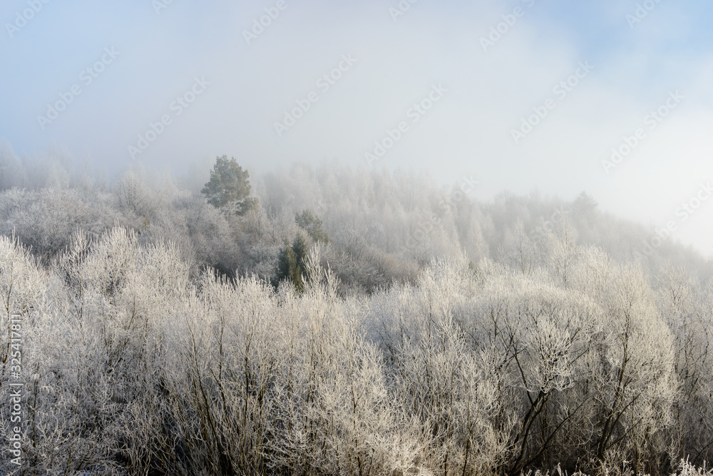 Fototapeta premium Mountain landscape. Mountain view on a foggy winter morning.The forest emphasizes the perspective and atmosphere of the picture.