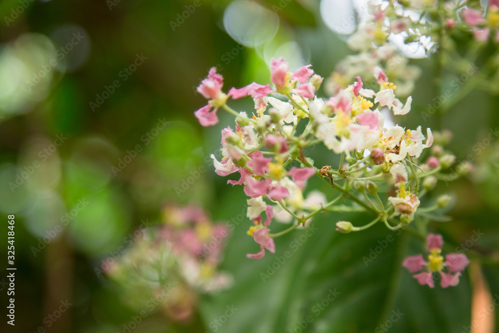 Close up of Banisteriopsis Caapi flowers, one of the Ayahuasca plants. Psychadelic plant from Brazil. Used in indigenous rituals and shamanism. 