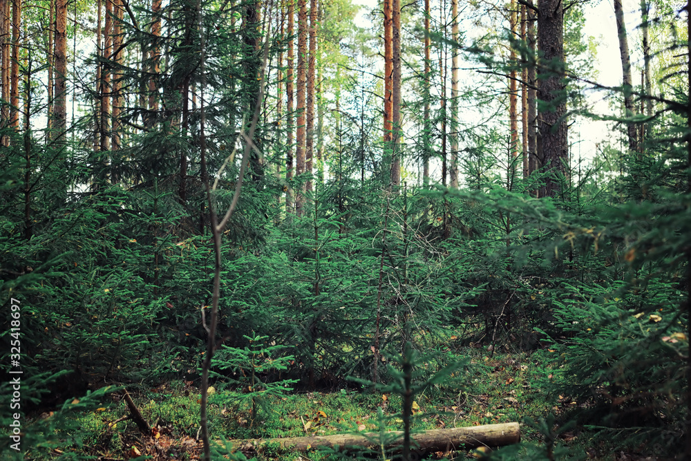 Obraz premium Bright spring greens at dawn in the forest. Nature comes to life in early spring.