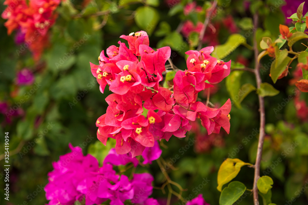 bougainvillea flowers beautiful in focus and elegant bougainvillea flowers beautiful in focus and elegant