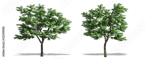 Foto Beautiful Rhus typhina tree isolated and cutting on a white background with clipping path