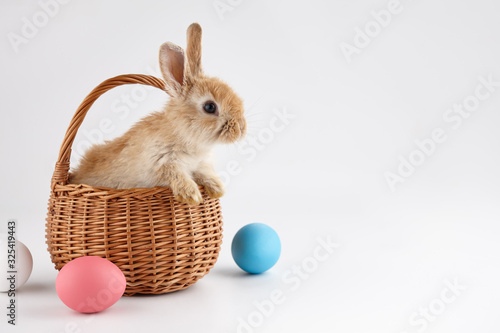 Obraz na plátne Easter bunny rabbit in basket with colorful eggs