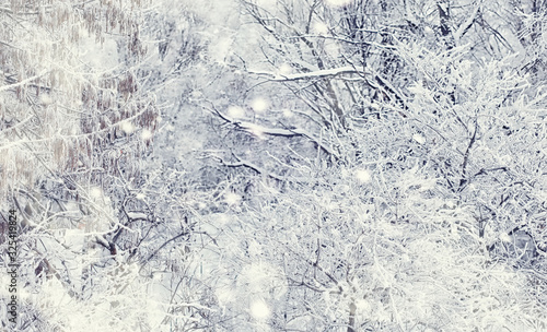 Winter forest landscape. Tall trees under snow cover. January frosty day in the park.