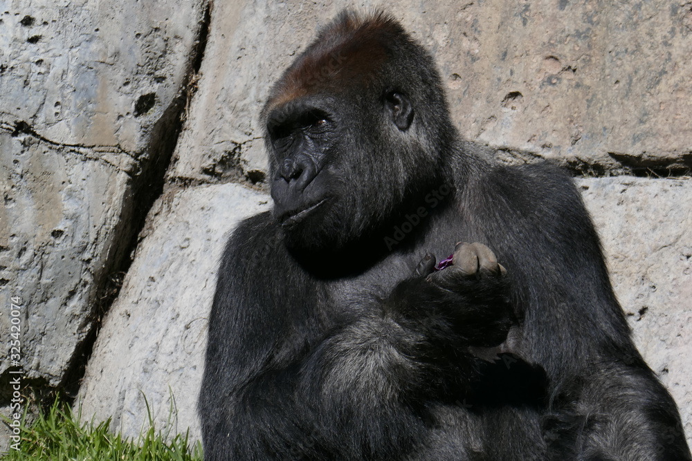 Male silver back gorilla