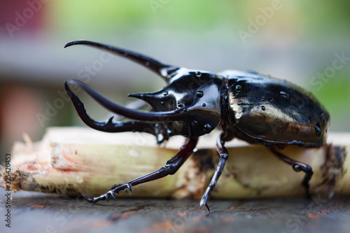 Black rhinoceros beetle in wild nature close-up. photo