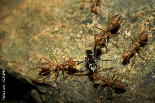 Ants and bee. © ttshutter