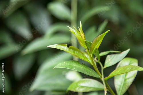 Leafs of Pereskia Aculeate plant or Barbados Gooseberry. Ora-Pro-Nóbis 'PANC' edible leafs. Non-conventional food source. 