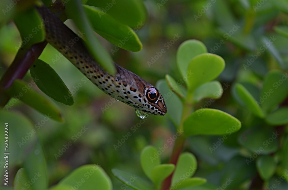 Juvenile olive whip snake or olive grass snake (Psammophis mossambicus) in my garden Juvenile olive whip snake or olive grass snake (Psammophis mossambicus) in my garden