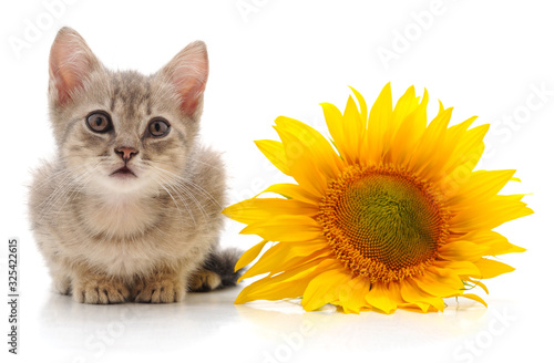 Kitten and sunflowers.