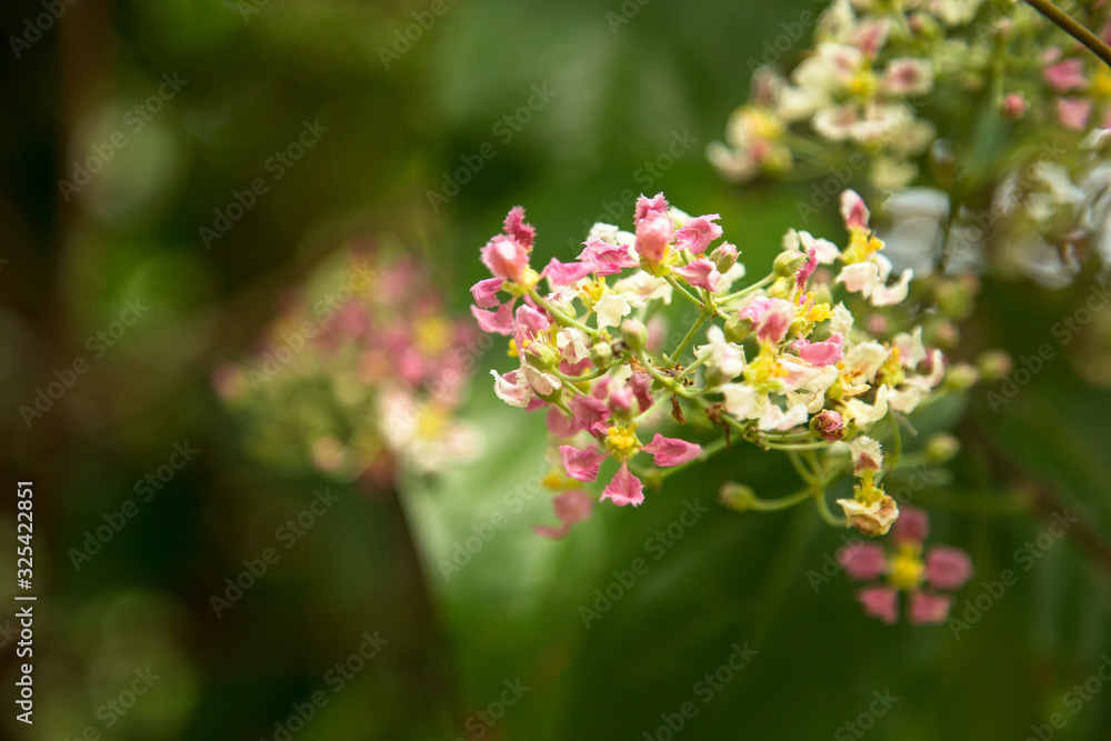 Close up of Banisteriopsis Caapi flowers, one of the Ayahuasca plants. Psychadelic plant from Brazil. Used in indigenous rituals and shamanism. Close up of Banisteriopsis Caapi flowers, one of the Ayahuasca plants. Psychadelic plant from Brazil. Used in indigenous rituals and shamanism.