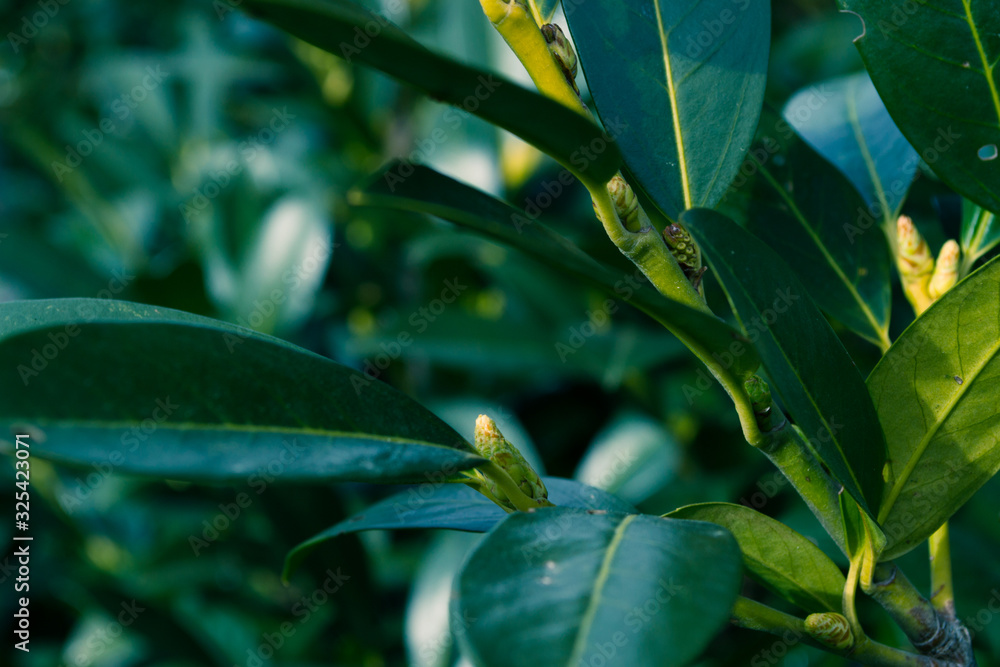 Obraz premium Green background, plants and bushes in the garden.